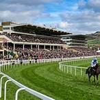 cheltenham non runner no bet